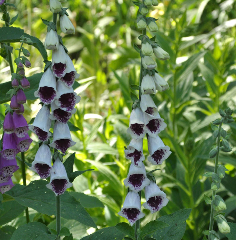  Fingerhut Pams Choice - Digitalis Purpurea