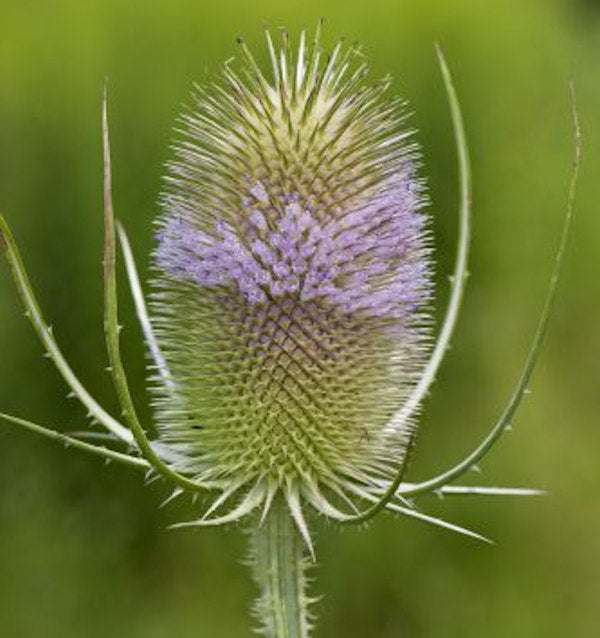  Wilde Karde - Dipsacus Fullonum