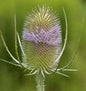  Wilde Karde - Dipsacus Fullonum