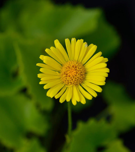  Gemswurz Little Leo - Doronicum Orientale