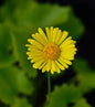  Gemswurz Little Leo - Doronicum Orientale