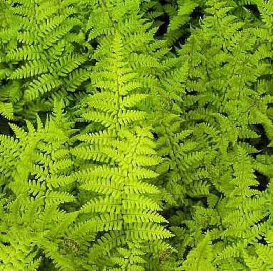  Goldschuppenfarn Crispa - Dryopteris Affinis