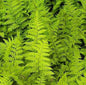  Goldschuppenfarn Crispa - Dryopteris Affinis