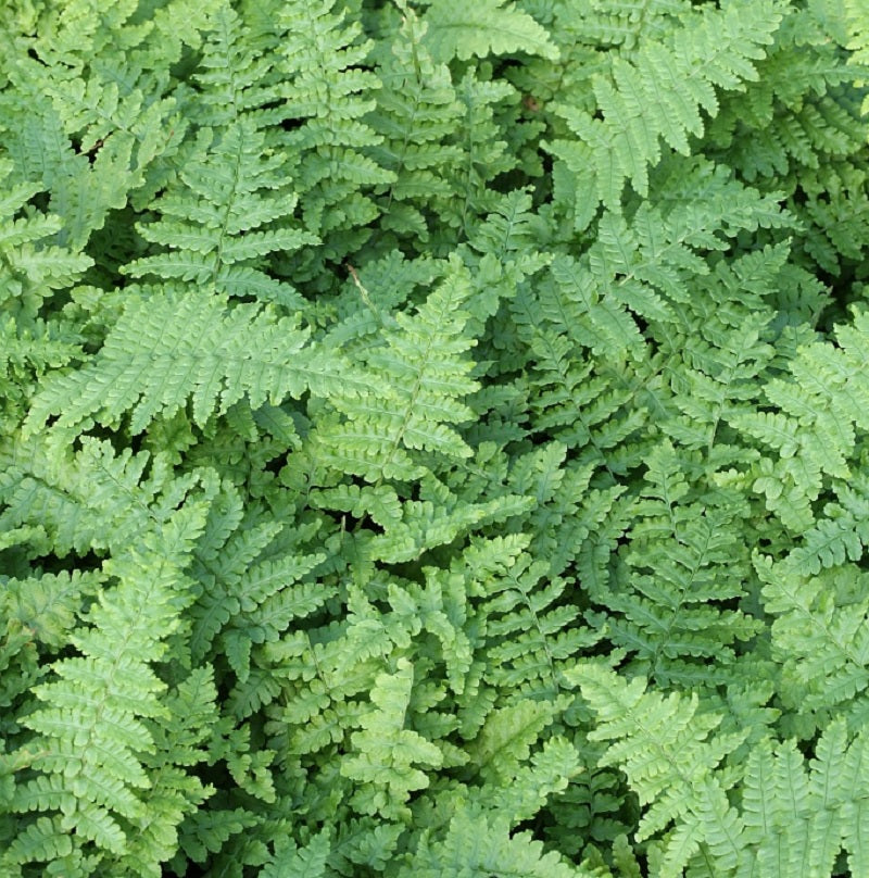  Goldschuppenfarn Cristata The King - Dryopteris Affinis