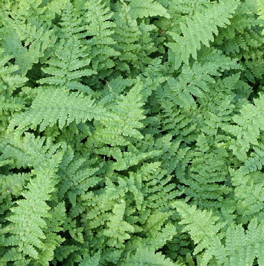  Goldschuppenfarn Cristata The King - Dryopteris Affinis