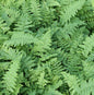  Goldschuppenfarn Cristata The King - Dryopteris Affinis