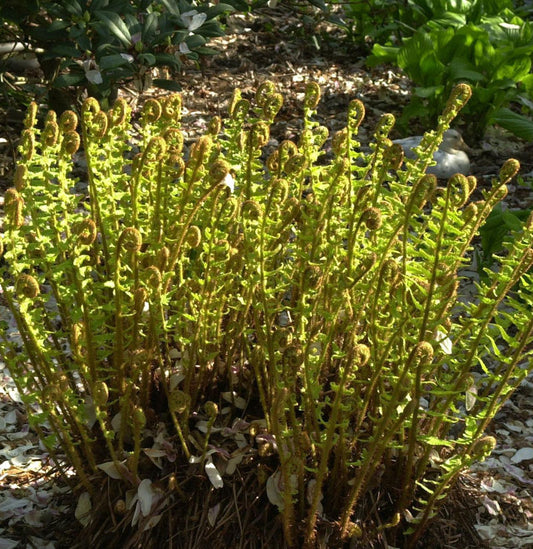  Goldschuppenfarn Polydactyla Dadds - Dryopteris Affinis