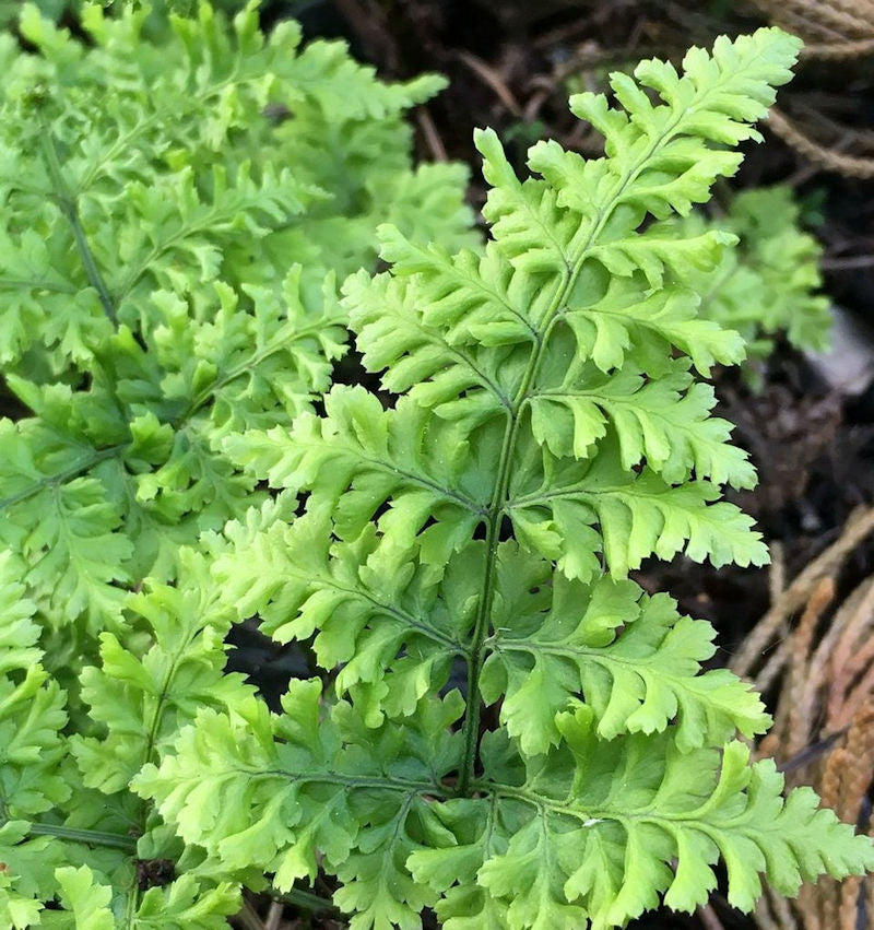  Breitwedeldornfarn Cr. Whiteside - Dryopteris Austriaca