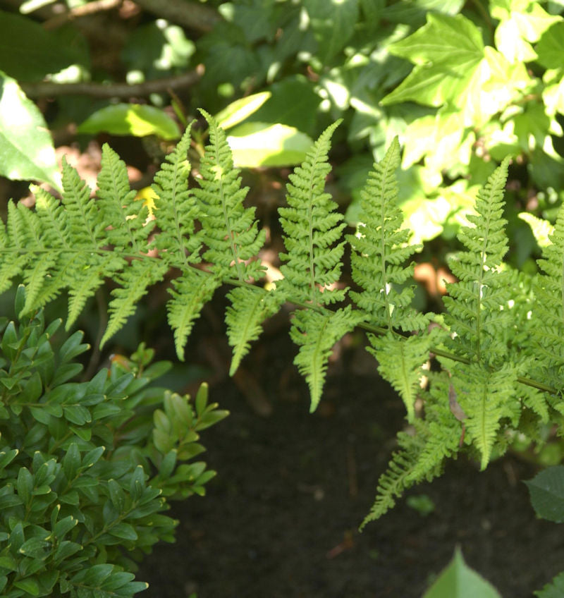  Breitwedeldornfarn Crispa - Dryopteris Dilatata