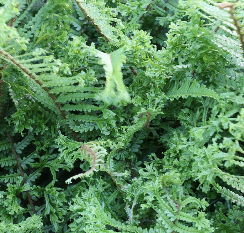  Krauser Wurmfarn Crispa Cristata - Dryopteris Affinis