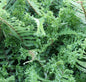  Krauser Wurmfarn Crispa Cristata - Dryopteris Affinis