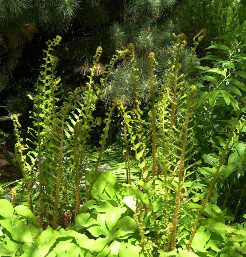  Krauser Wurmfarn Cristata - Dryopteris Filix Mas