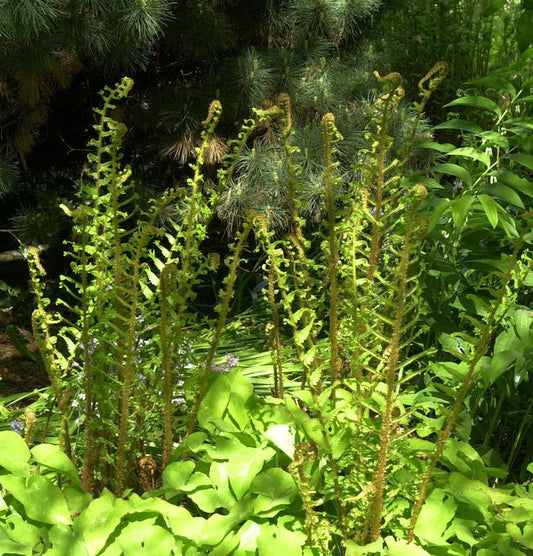  Krauser Wurmfarn Cristata - Dryopteris Filix Mas