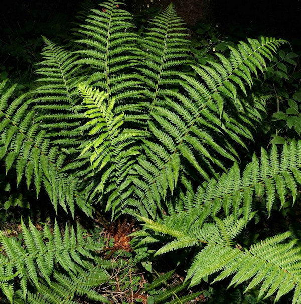  Echter Wurmfarn - Dryopteris Filix Mas