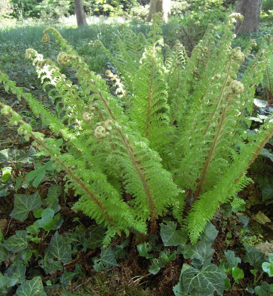  Goldschuppenfarn - Dryopteris Affinis