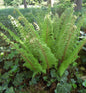  Goldschuppenfarn - Dryopteris Affinis