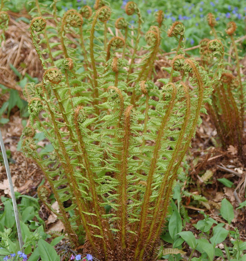  Nepal Schwarzschuppenfarn - Dryopteris Wallichiana