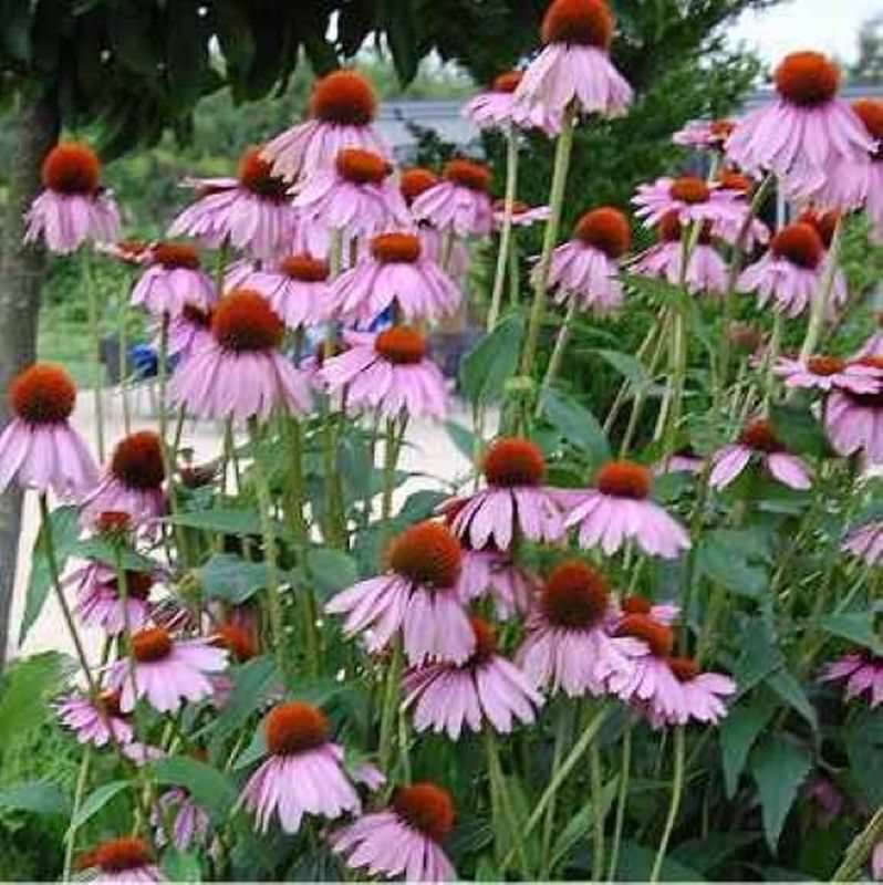  Sonnenhut Kims Knee High - Echinacea Purpurea
