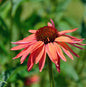  Sonnenhut Sombrero Hot Coral - Großer Topf - Echinacea Purpurea