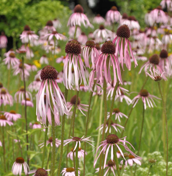  Bleicher Sonnenhut - Echinacea Pallida
