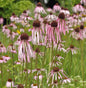  Bleicher Sonnenhut - Echinacea Pallida