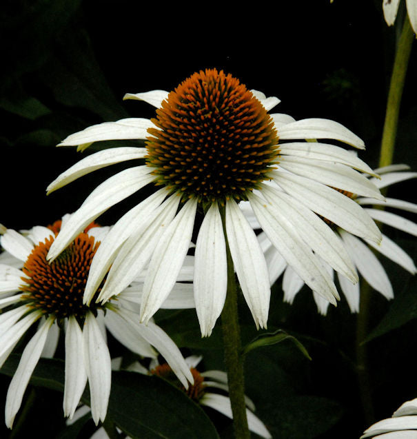  Weißer Sonnenhut - Großer Topf - Echinacea Purpurea