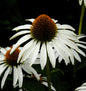  Weißer Sonnenhut - Großer Topf - Echinacea Purpurea