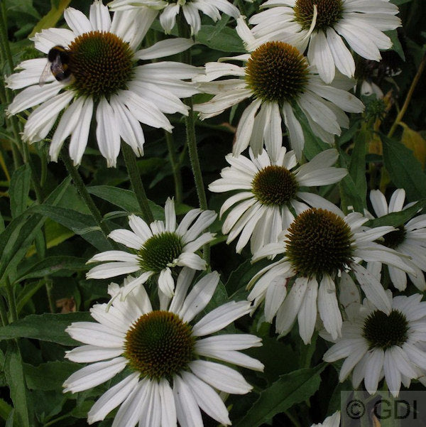  Sonnenhut Avalanche - Großer Topf - Echinacea Purpurea