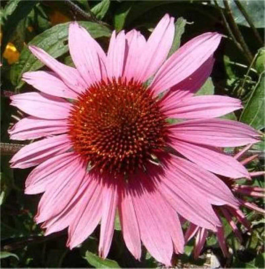  Roter Sonnenhut Doppeldecker - Echinacea Purpurea