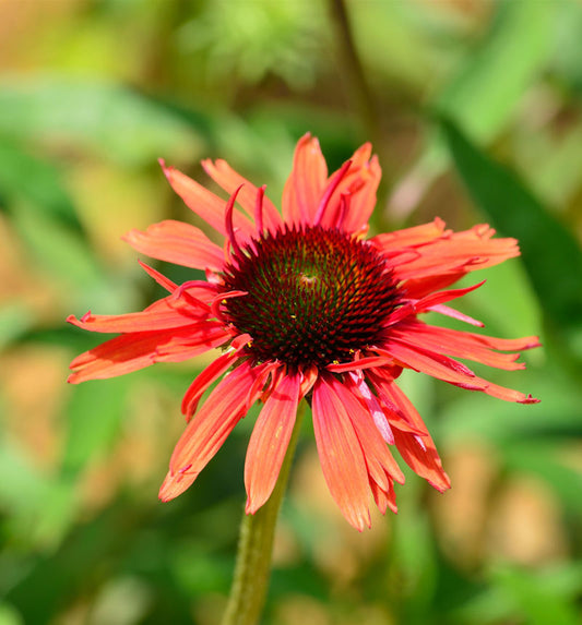  Sonnenhut Fountain Red - Großer Topf - Echinacea Cultorum