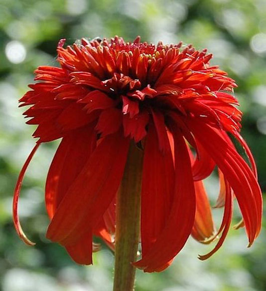  Sonnenhut Hot Papaya - Großer Topf - Echinacea Purpurea