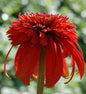  Sonnenhut Hot Papaya - Großer Topf - Echinacea Purpurea