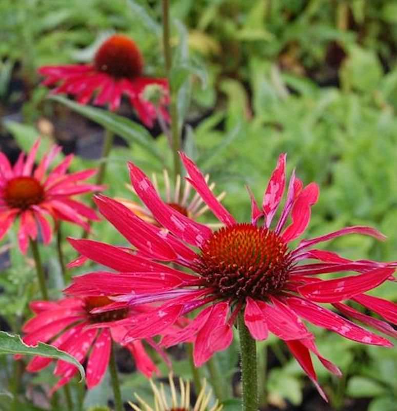  Sonnenhut Hot Summer - Echinacea Purpurea
