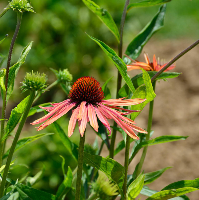  Sonnenhut Lakota Orange - Großer Topf - Echinacea Cultorum