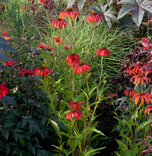 Sonnenhut Lakota Red - Großer Topf - Echinacea Cultorum