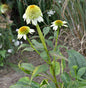 Sonnenhut Milkshake - Echinacea Purpurea