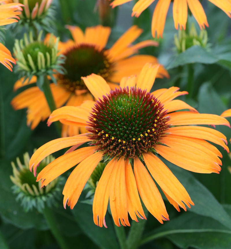  Sonnenhut Orange Skipper - Großer Topf - Echinacea Purpurea