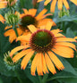  Sonnenhut Orange Skipper - Großer Topf - Echinacea Purpurea