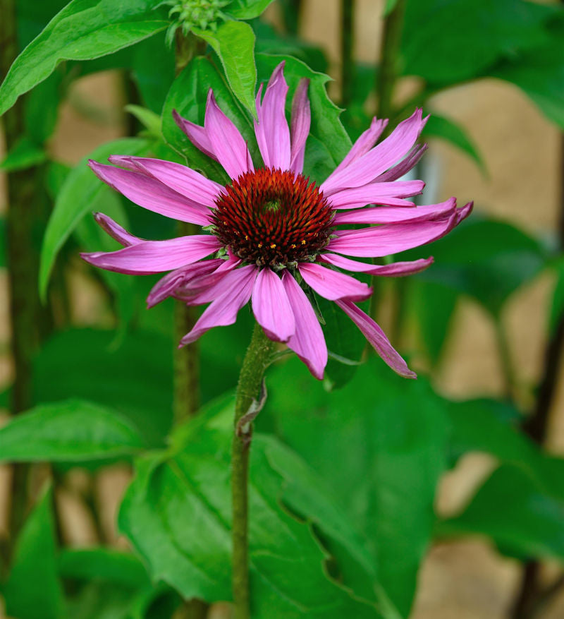  Sonnenhut Primadonna Deep Rose - Großer Topf - Echinacea Purpurea