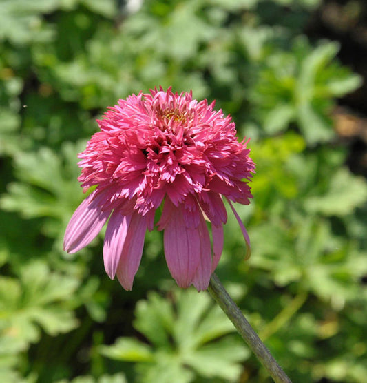  Sonnenhut Razzmatazz - Echinacea Purpurea