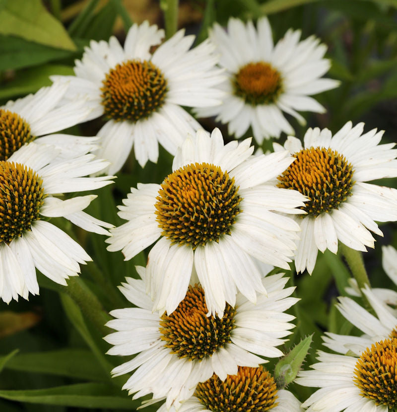  Sonnenhut Virgin - Echinacea Purpurea