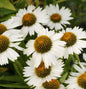  Sonnenhut Virgin - Echinacea Purpurea