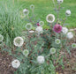  Kugeldistel Arctic Glow - Echinops Sphaerocephalus