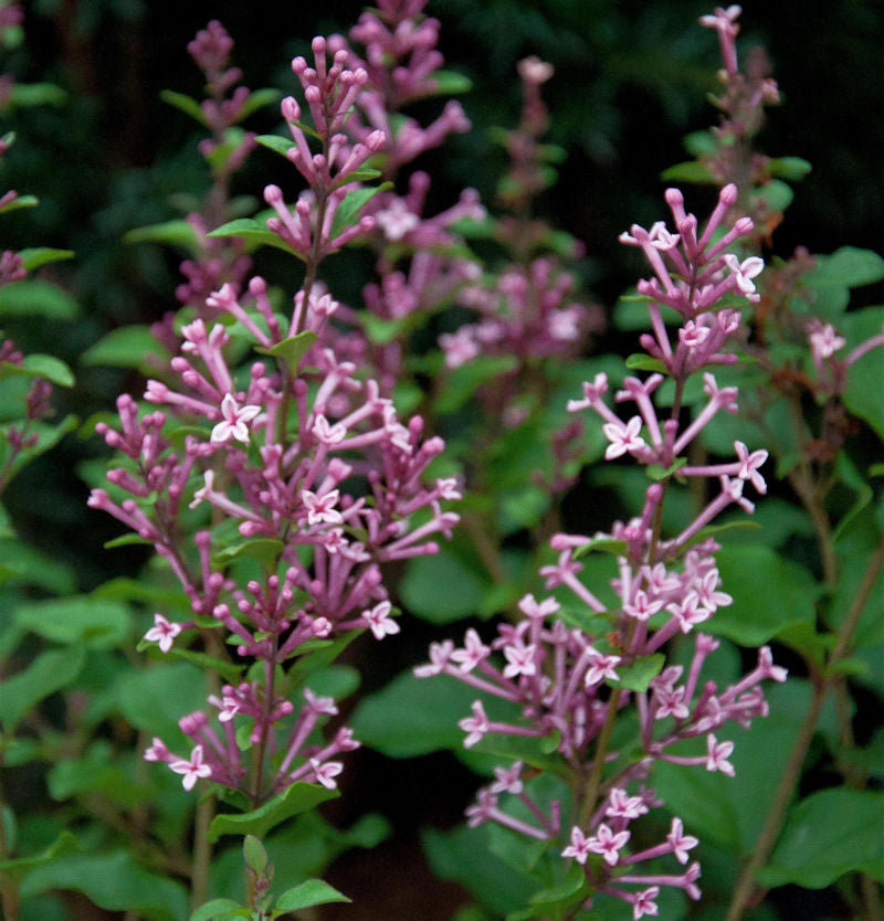  Edelflieder Bloomerang® Pink Perfume 60-80cm - Syringa