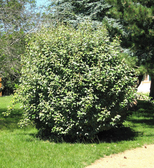  Wintergrüne Ölweide Compacta 40-60cm - Elaeagnus Ebbingei