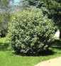  Wintergrüne Ölweide Compacta 40-60cm - Elaeagnus Ebbingei