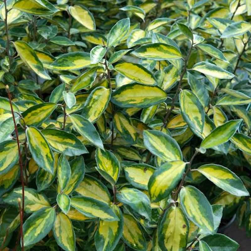  Wintergrüne Ölweide Limelight 60-80cm - Elaeagnus Ebbingei
