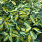  Wintergrüne Ölweide Limelight 60-80cm - Elaeagnus Ebbingei