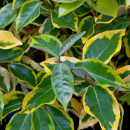  Wintergrüne Ölweide Viveleg 30-40cm - Elaeagnus Ebbingei