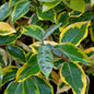  Wintergrüne Ölweide Viveleg 30-40cm - Elaeagnus Ebbingei